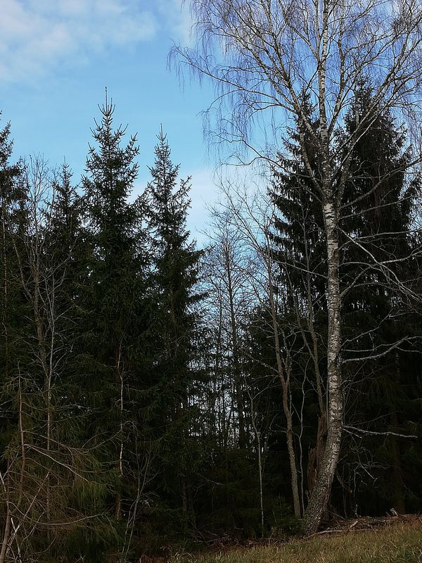 Kohtumised metsaasukatega – Änniste küla (Järvamaa)