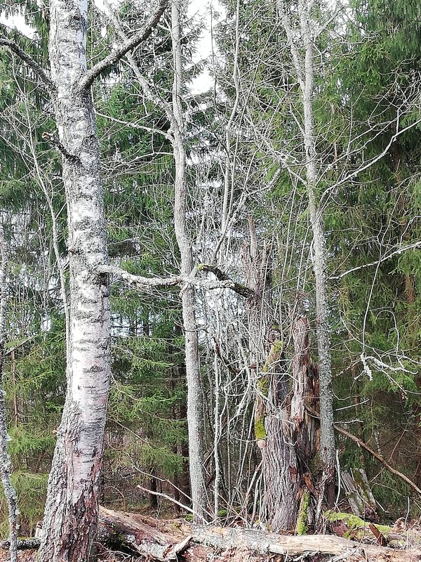 Üks ilus suvepäev – Änniste (Järvamaa)